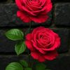 foufa.foufa4768