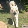 mydirewolf