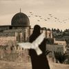 hana.habib87