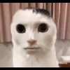 noobzueirolvl1