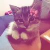 Jami