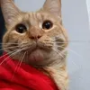 ginger_273