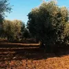 AFRIN_366