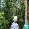 dikaaufaa