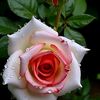 norul.absar742