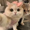 catatanpacar