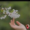 nefes3655