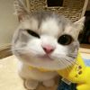 amik_151