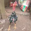 nguyn.hu.nam514
