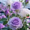 tria.asolole