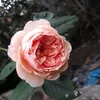 anh.rai.qu