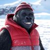 bronkothegorilla