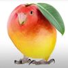 mr.mangobird5