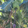 vdeos.da.natureza1