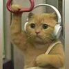 animalsgothands