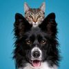 Animals Got AI