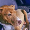 pinkpupsage