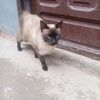 camendaza