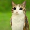 cat_owl_with_tounge_out