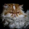 animales_280