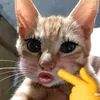 emyeuj1