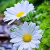 alexander.luwis2