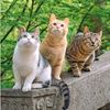 PetsLoLz