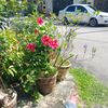 lilis73591