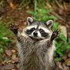 trashpanda3005