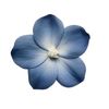 nouf_harbe