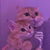 xftfhkjnaue