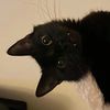 pawpawfurfur