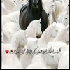 funnyduniya86