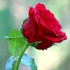 lady.dena6