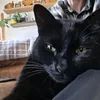 karlandbertiemeow