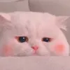 fat._.313.3