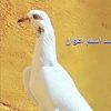 hamid.hassni7