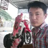 ty.g160