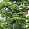nguyen.van043