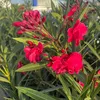 inbloomreviews