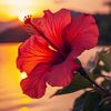 ayoucha_2404