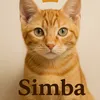 simba_il_sovrano