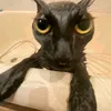 caubigama