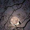 nigar_874