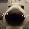yeuucadii