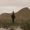 desertpeoplewarrior