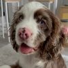 Pinto the Cocker Spaniel🐶🐾