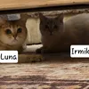 luna.irmik