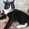dimasadminpaterocky