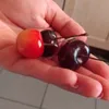cherry.muncher.ga